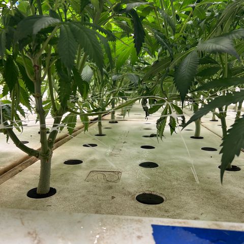 White cbg  growlog photo: Some plant have nice roots other nasty roots ones with bad roots are showing purple stems will try and pinpoint a day when they really fall off usually week 3-4 when they begin to swell 