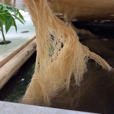 White cbg  growlog photo: Some plant have nice roots other nasty roots ones with bad roots are showing purple stems will try and pinpoint a day when they really fall off usually week 3-4 when they begin to swell 