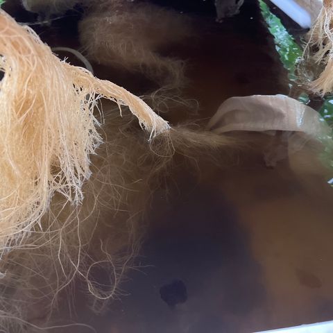 White cbg  growlog photo: Some plant have nice roots other nasty roots ones with bad roots are showing purple stems will try and pinpoint a day when they really fall off usually week 3-4 when they begin to swell 