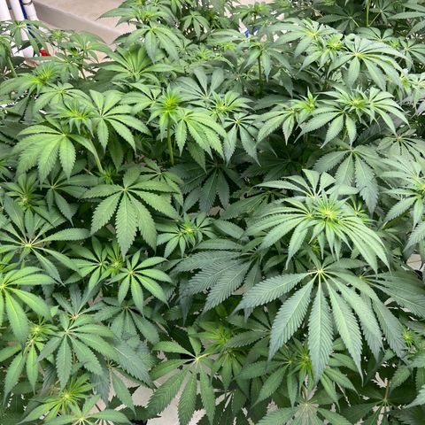 White cbg  growlog photo: No signs of major stress just yet still some 