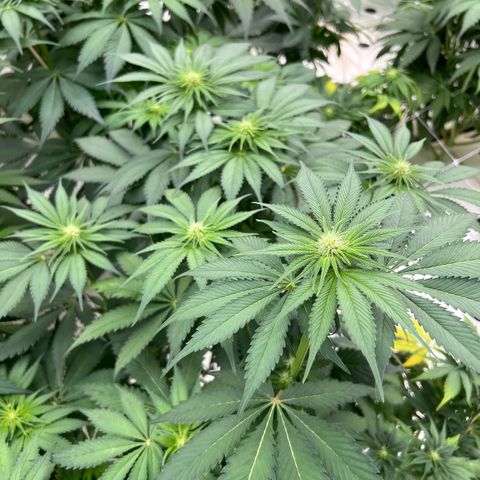 White cbg  growlog photo: No signs of major stress just yet still some 