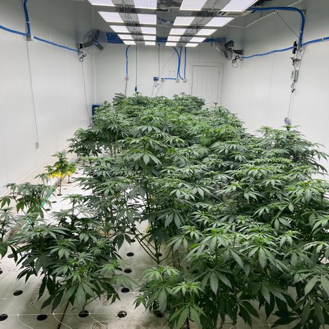 White cbg  growlog photo: No signs of major stress just yet still some 