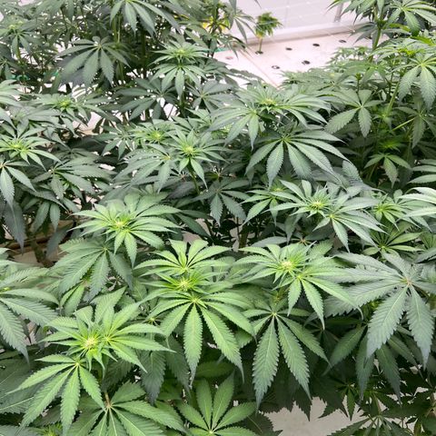 White cbg  growlog photo: No signs of major stress just yet still some 