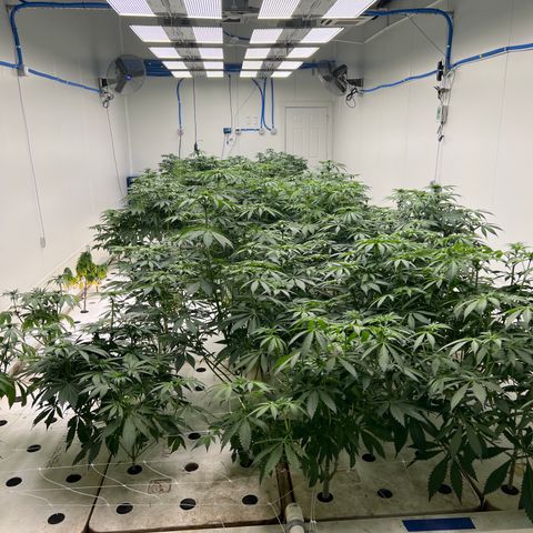 White cbg  growlog timeline photo