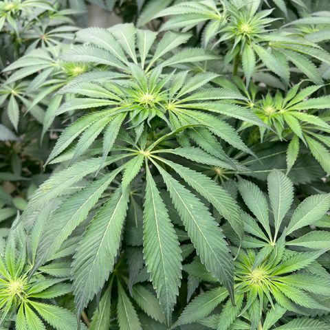 White cbg  growlog timeline photo