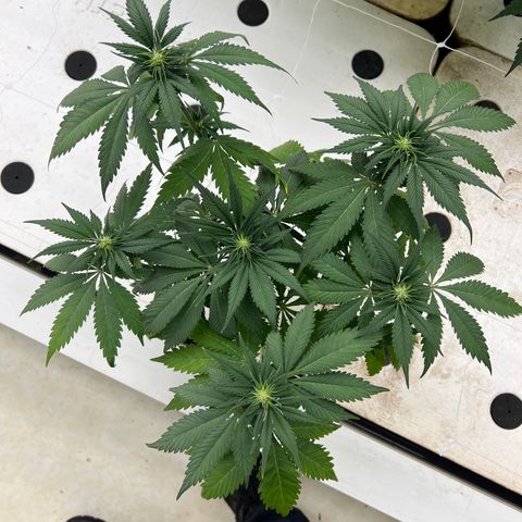 White cbg  growlog timeline photo