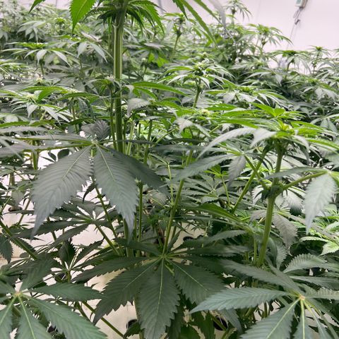 White cbg  growlog timeline photo