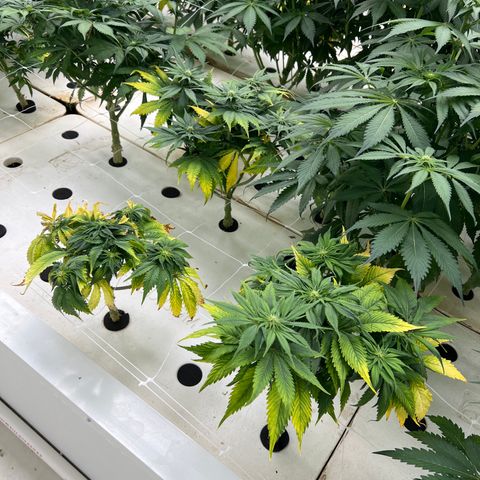 White cbg  growlog timeline photo
