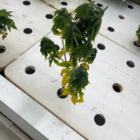 White cbg  growlog timeline photo