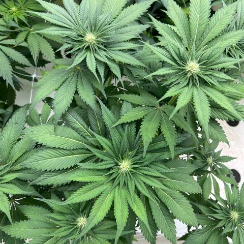 White cbg  growlog photo: Today old good plants have started showing yellow leaves and are in stress (key day of trouble) root issue 