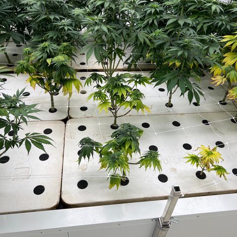 White cbg  growlog photo: Today old good plants have started showing yellow leaves and are in stress (key day of trouble) root issue 