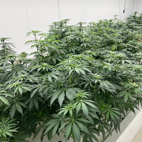 White cbg  growlog photo: Today old good plants have started showing yellow leaves and are in stress (key day of trouble) root issue 