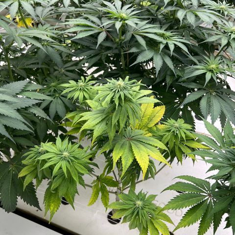 White cbg  growlog photo: Today old good plants have started showing yellow leaves and are in stress (key day of trouble) root issue 