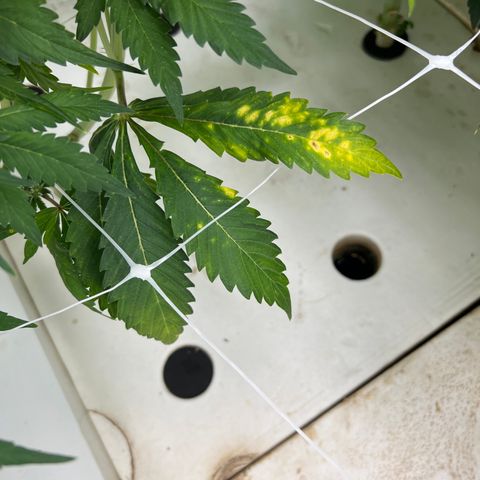 White cbg  growlog photo: Today old good plants have started showing yellow leaves and are in stress (key day of trouble) root issue 