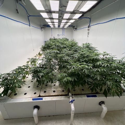 White cbg  growlog photo: Today old good plants have started showing yellow leaves and are in stress (key day of trouble) root issue 