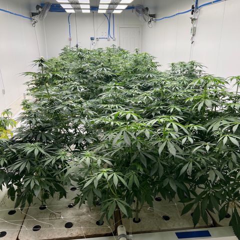 White cbg  growlog timeline photo