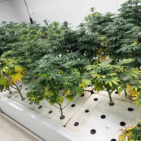 White cbg  growlog timeline photo