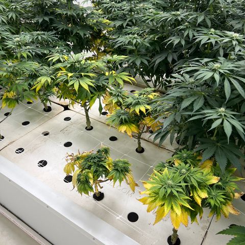 White cbg  growlog timeline photo