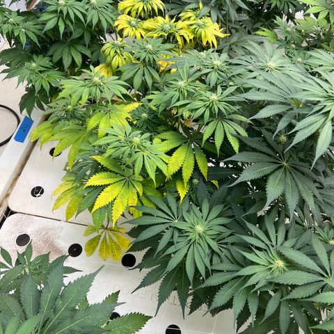 White cbg  growlog timeline photo