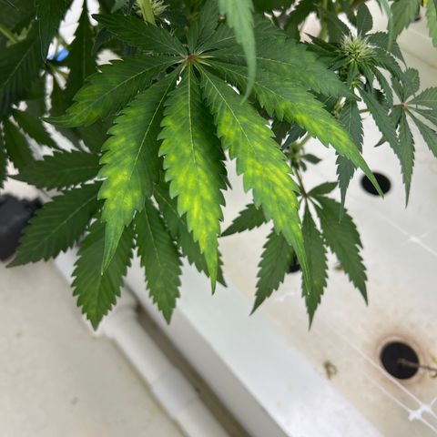 White cbg  growlog timeline photo