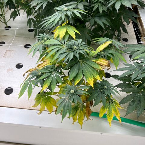 White cbg  growlog timeline photo