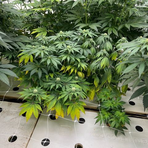 White cbg  growlog timeline photo