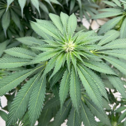 White cbg  growlog timeline photo