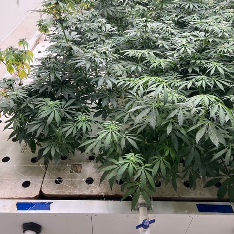 White cbg  growlog photo: Good plants look good yellow ones are getting more unhealthy day by day 