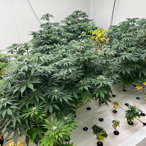 White cbg  growlog photo: Good plants look good yellow ones are getting more unhealthy day by day 
