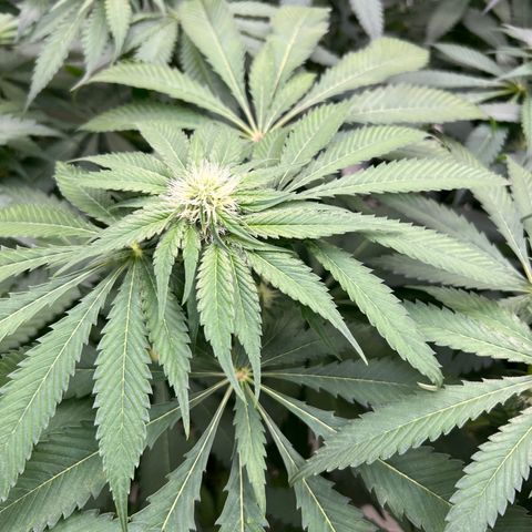 White cbg  growlog photo: Good plants look good yellow ones are getting more unhealthy day by day 