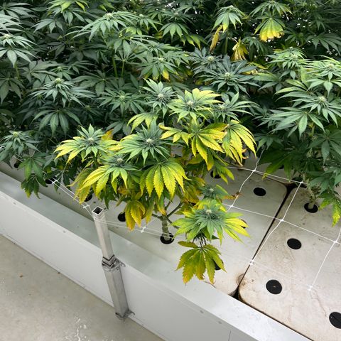 White cbg  growlog photo: Good plants look good yellow ones are getting more unhealthy day by day 