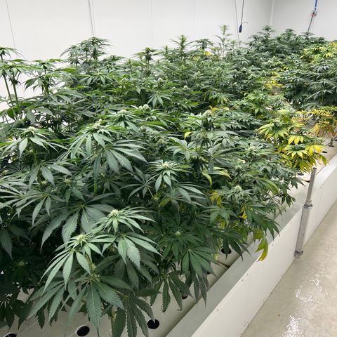 White cbg  growlog photo: Good plants look good yellow ones are getting more unhealthy day by day 