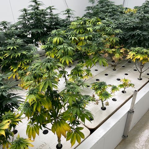 White cbg  growlog photo: Good plants look good yellow ones are getting more unhealthy day by day 