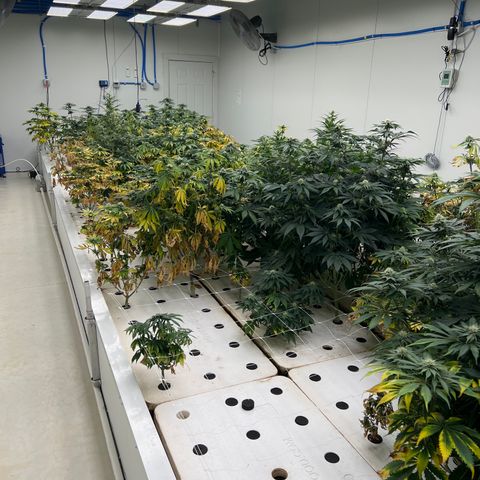White cbg  growlog photo: Plants been treated for root issue sample test new roots and plants already bouncing back plants are a little yellow From root issue but should be on the right path for future healthy grows 