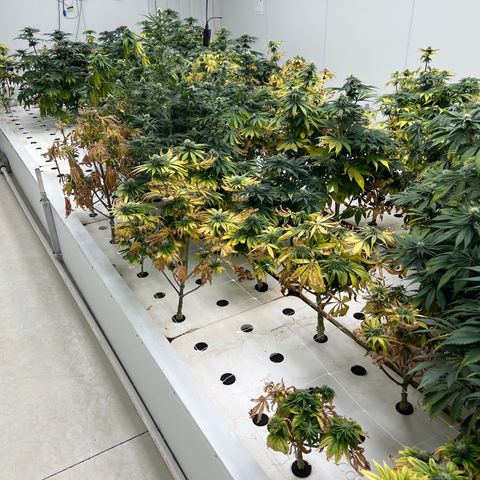 White cbg  growlog photo: Plants been treated for root issue sample test new roots and plants already bouncing back plants are a little yellow From root issue but should be on the right path for future healthy grows 