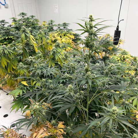 White cbg  growlog photo: Plants been treated for root issue sample test new roots and plants already bouncing back plants are a little yellow From root issue but should be on the right path for future healthy grows 