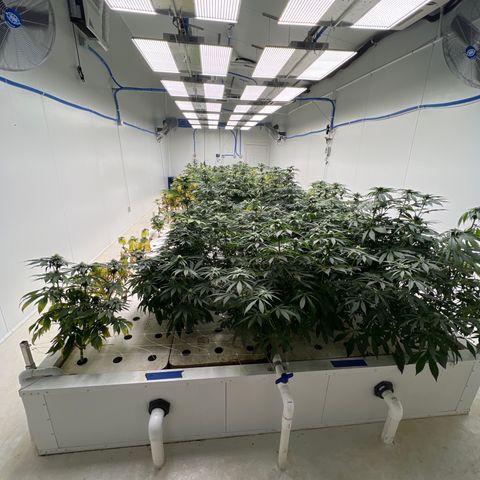 White cbg  growlog photo: Plants been treated for root issue sample test new roots and plants already bouncing back plants are a little yellow From root issue but should be on the right path for future healthy grows 