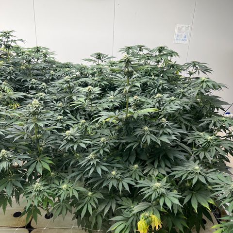 White cbg  growlog photo: Plants been treated for root issue sample test new roots and plants already bouncing back plants are a little yellow From root issue but should be on the right path for future healthy grows 