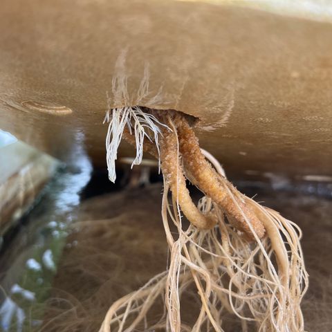 White cbg  growlog photo: Plants been treated for root issue sample test new roots and plants already bouncing back plants are a little yellow From root issue but should be on the right path for future healthy grows 