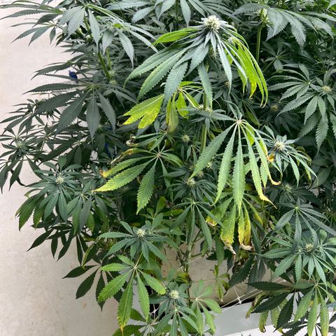 White cbg  growlog photo: Plants been treated for root issue sample test new roots and plants already bouncing back plants are a little yellow From root issue but should be on the right path for future healthy grows 