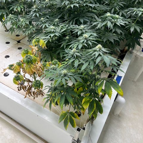 White cbg  growlog photo: Plants been treated for root issue sample test new roots and plants already bouncing back plants are a little yellow From root issue but should be on the right path for future healthy grows 