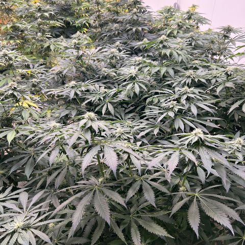 White cbg  growlog photo: Hopefully plants bouncing back new roots dropping already after 1 treatment 