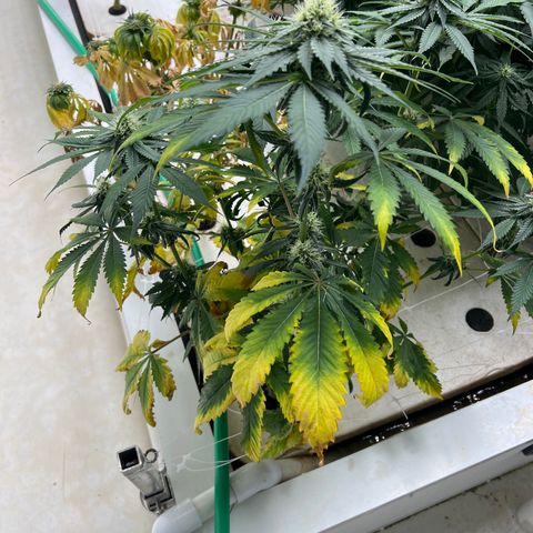 White cbg  growlog photo: Hopefully plants bouncing back new roots dropping already after 1 treatment 