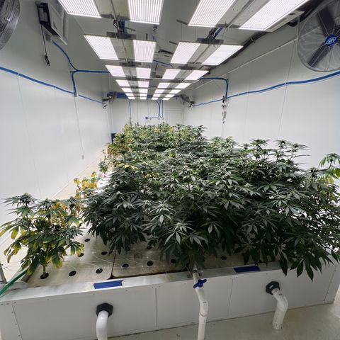 White cbg  growlog photo: Hopefully plants bouncing back new roots dropping already after 1 treatment 