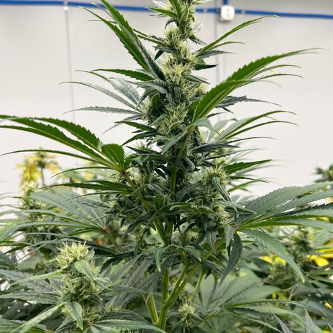 White cbg  growlog photo: Hopefully plants bouncing back new roots dropping already after 1 treatment 