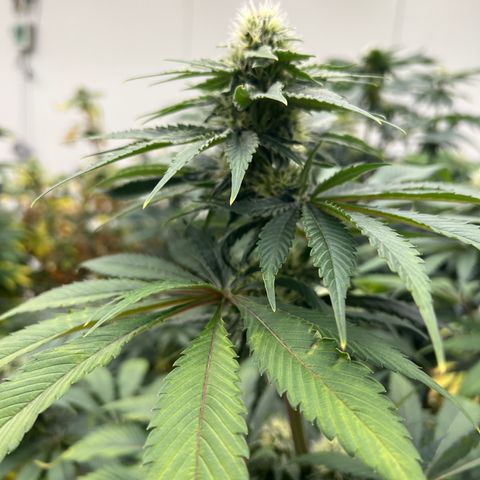 White cbg  growlog photo: Hopefully plants bouncing back new roots dropping already after 1 treatment 
