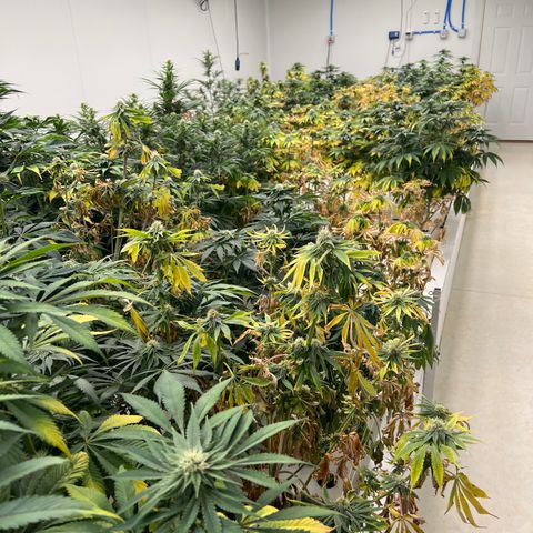 White cbg  growlog photo: Hopefully plants bouncing back new roots dropping already after 1 treatment 