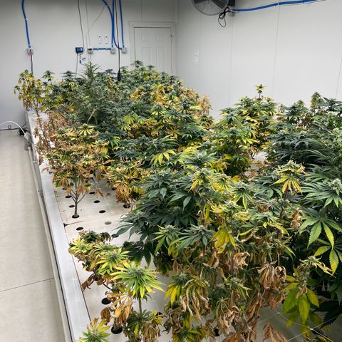 White cbg  growlog timeline photo