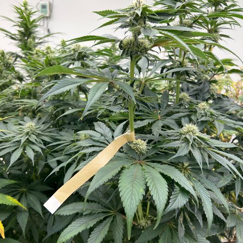 White cbg  growlog timeline photo