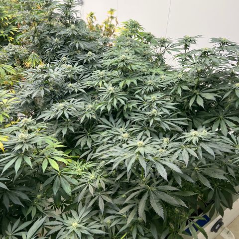 White cbg  growlog timeline photo